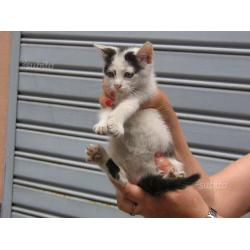 Gattini due mesi vari colori